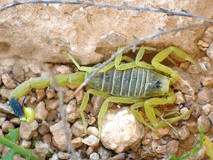 Image: The Israeli desert scorpion Leiurus quinquestriatus (photo courtesy Wikipedia).